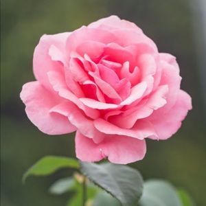 Meet your Posher, Sabrina